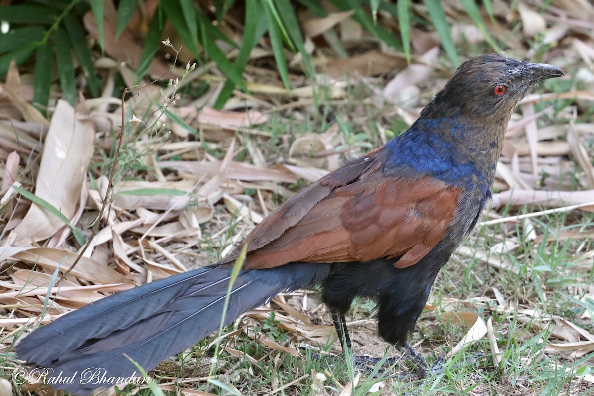 Greater Coucal - ML619876166