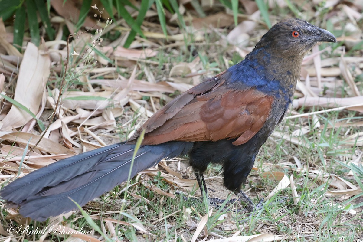 Greater Coucal - ML619876167