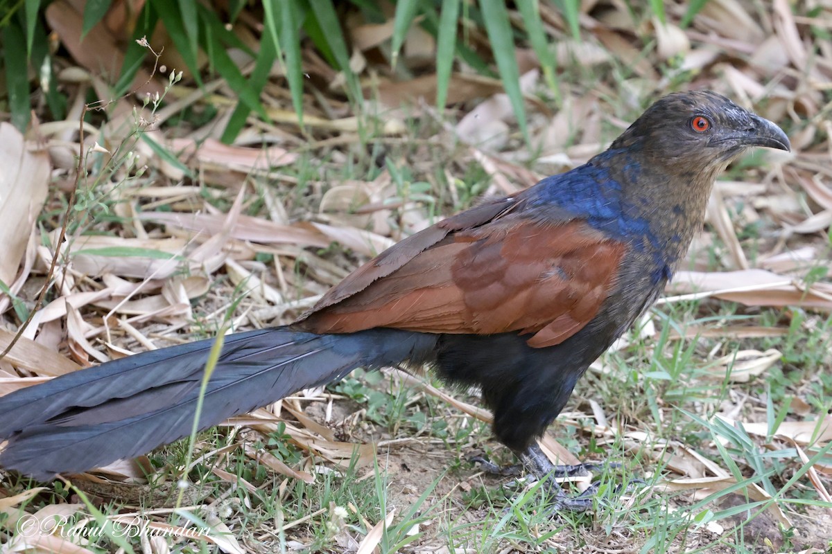 Greater Coucal - ML619876168