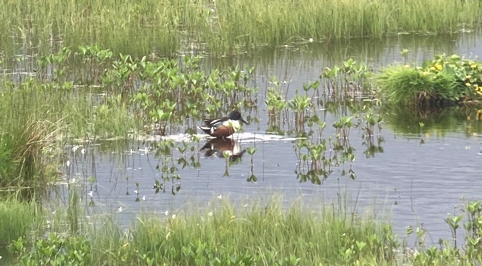 Northern Shoveler - ML619876175