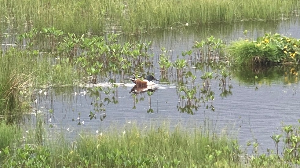 Northern Shoveler - ML619876176