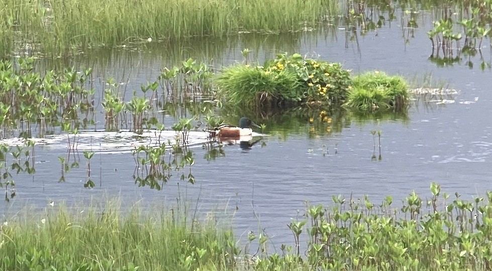 Northern Shoveler - ML619876177