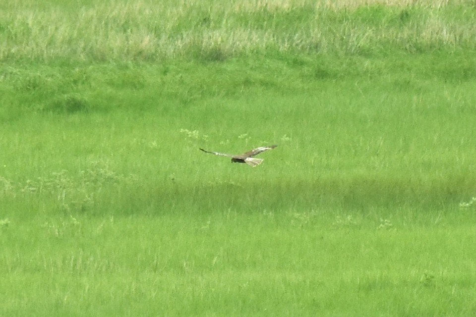 Western Marsh Harrier - ML619876178