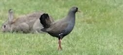 Black-tailed Nativehen - Jane Younger