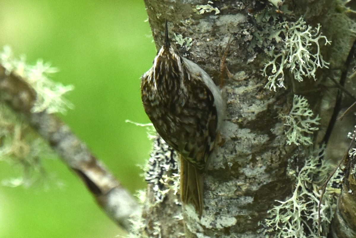 Eurasian Treecreeper - ML619876186