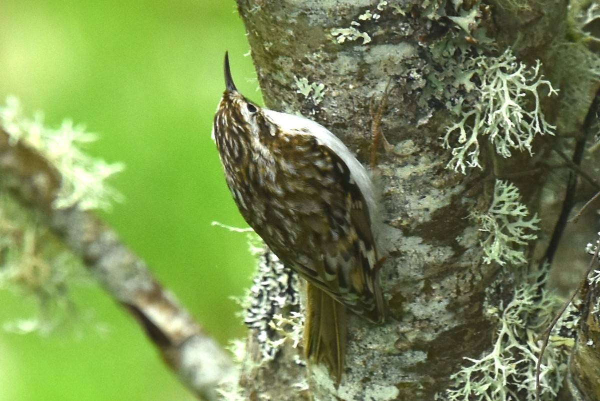 Eurasian Treecreeper - ML619876188