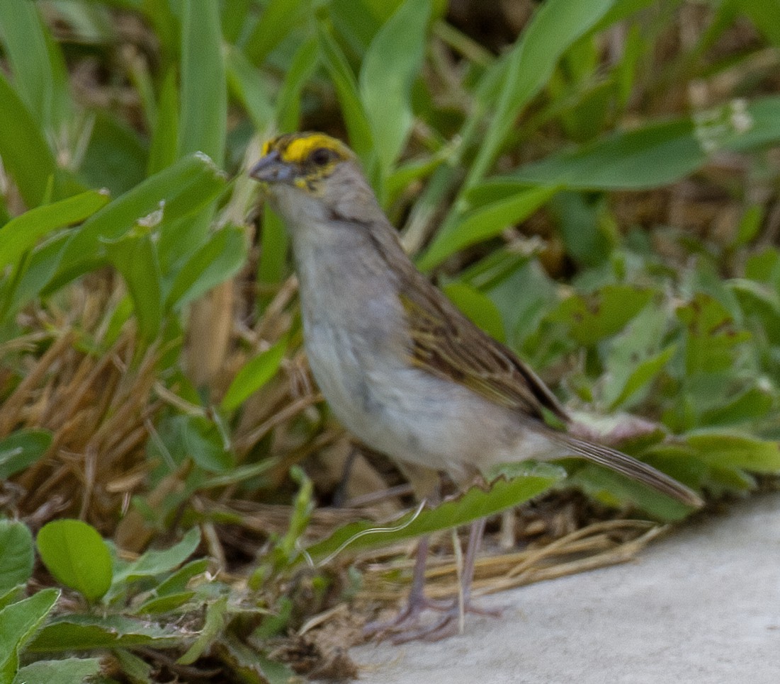 Yellow-browed Sparrow - ML619876190