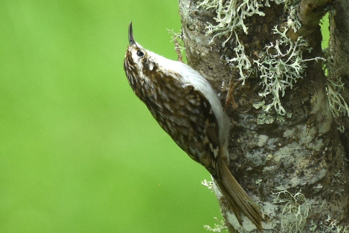 Eurasian Treecreeper - ML619876191