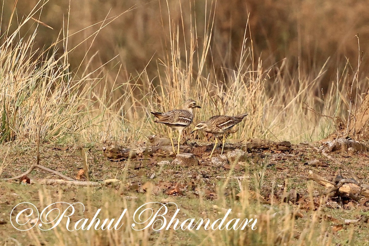 Indian Thick-knee - ML619876197