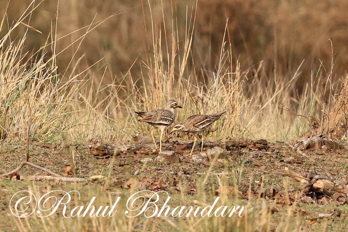 Indian Thick-knee - ML619876198