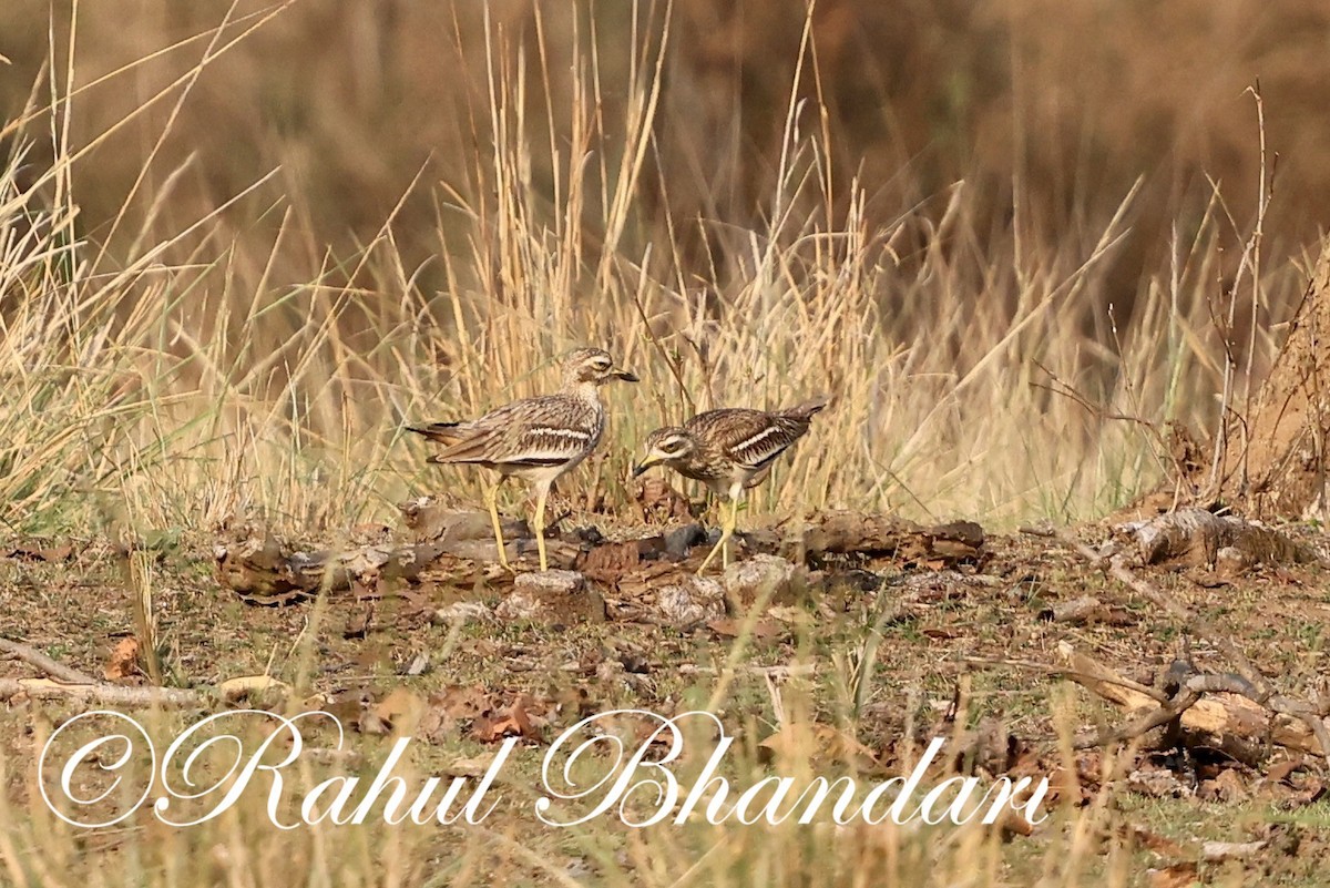 Indian Thick-knee - ML619876202