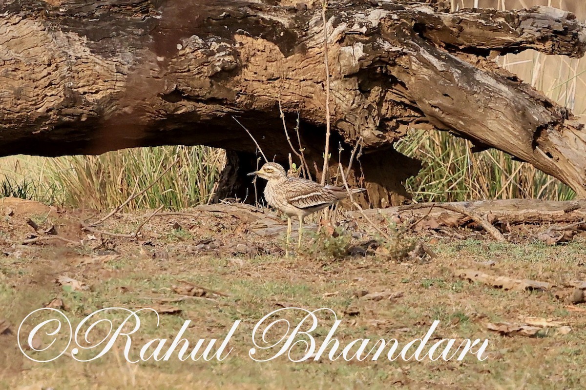 Indian Thick-knee - ML619876203