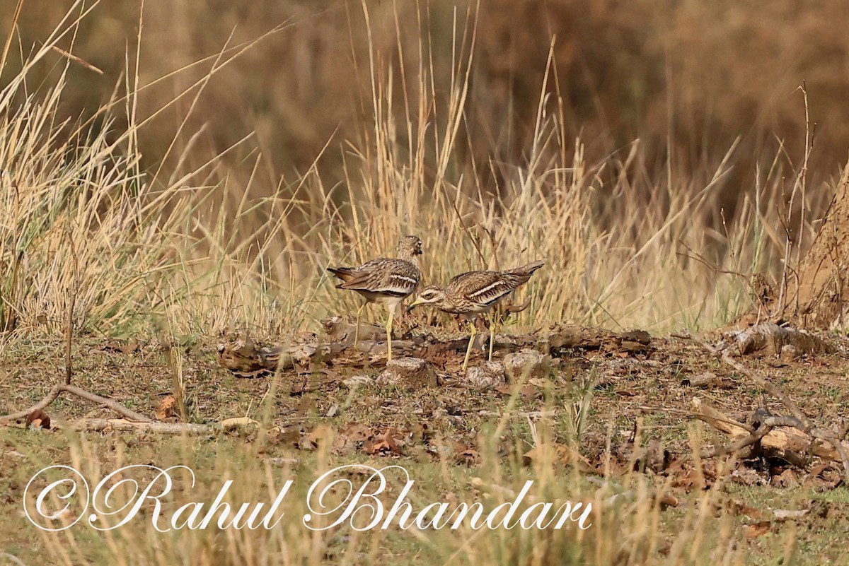 Indian Thick-knee - ML619876206