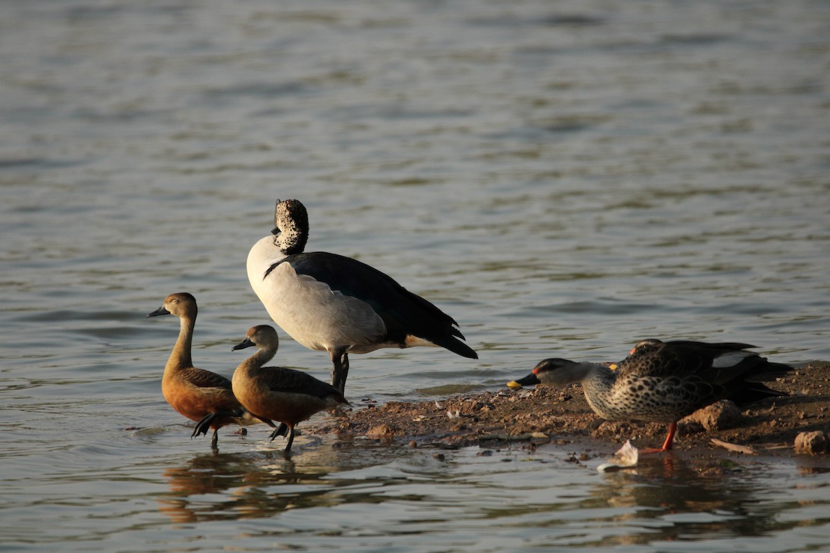 Knob-billed Duck - ML619876212