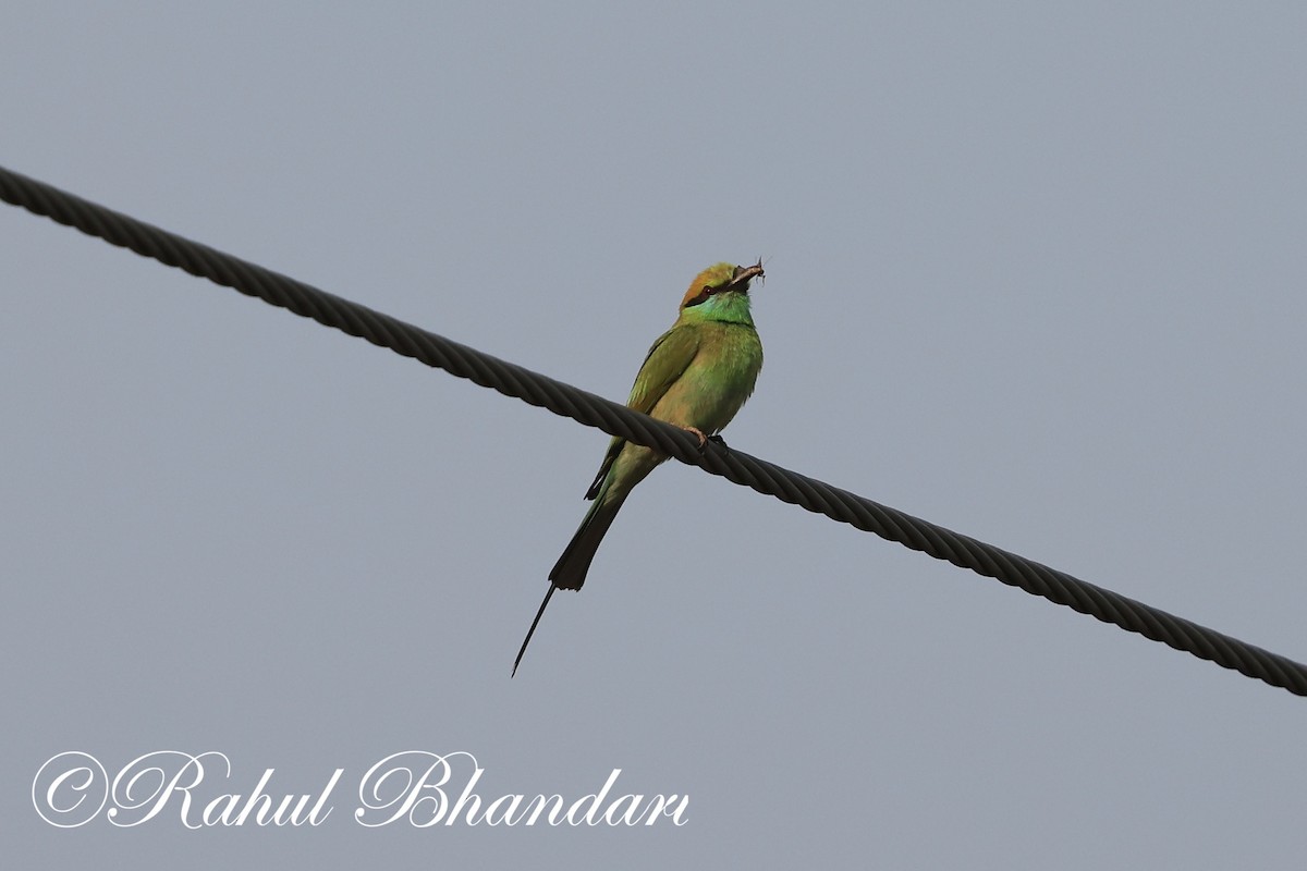 Asian Green Bee-eater - ML619876216