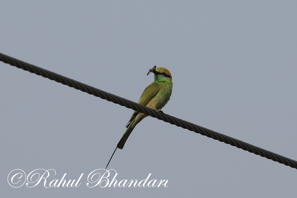 Asian Green Bee-eater - ML619876217