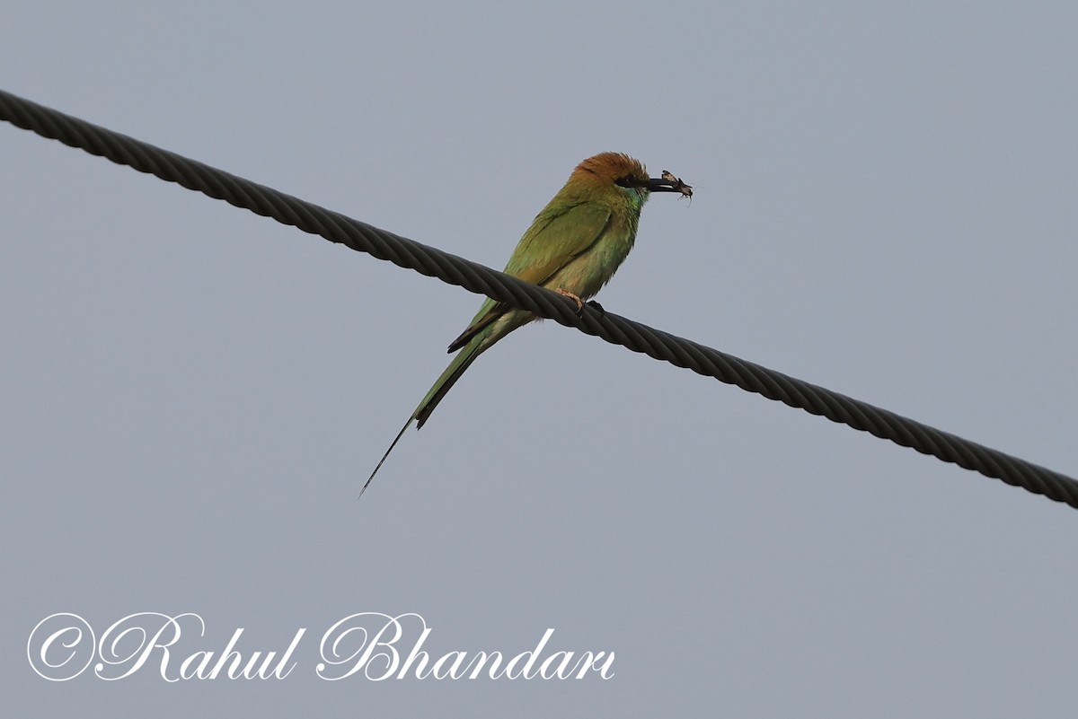 Asian Green Bee-eater - ML619876218