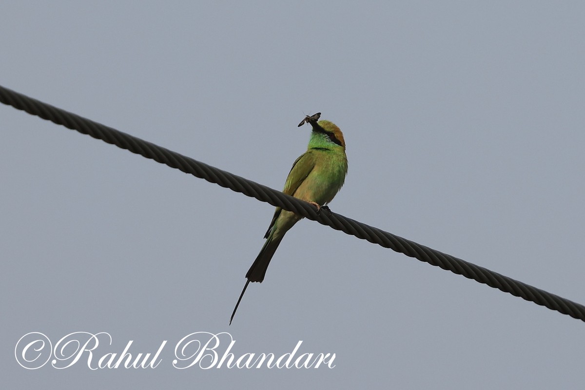 Asian Green Bee-eater - ML619876219