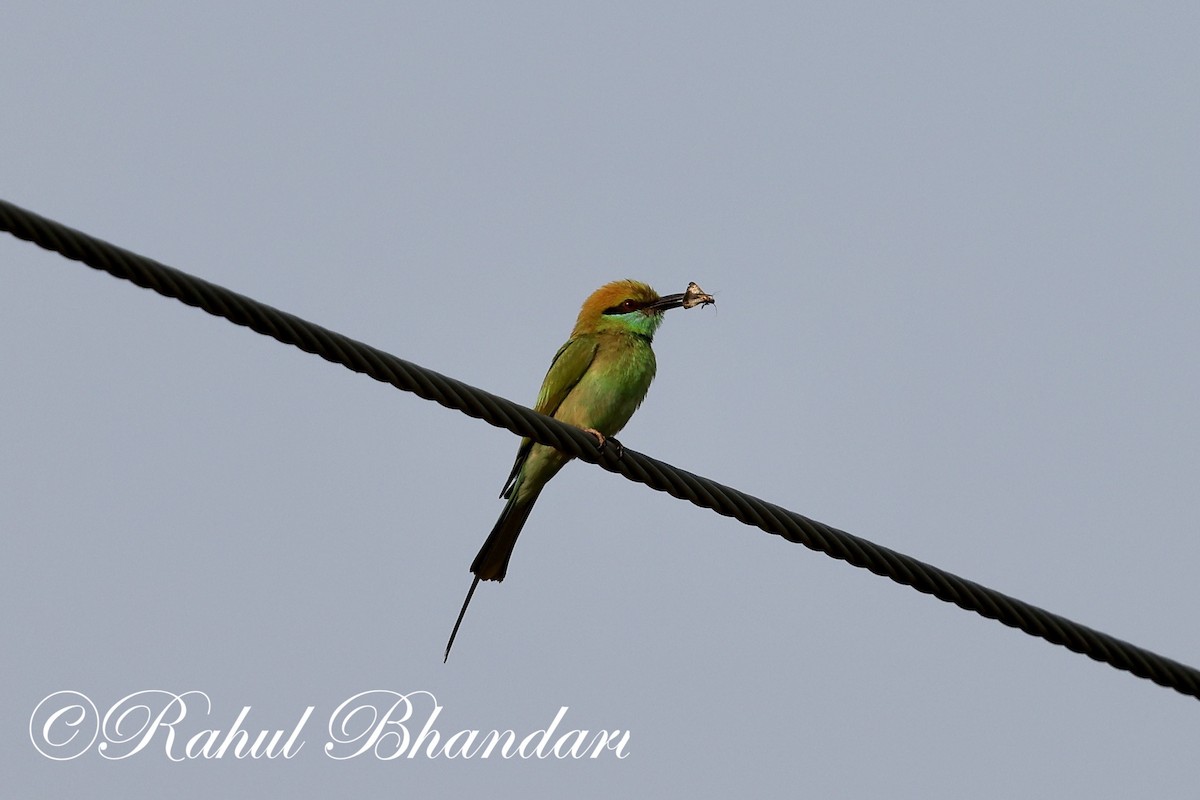 Asian Green Bee-eater - ML619876220