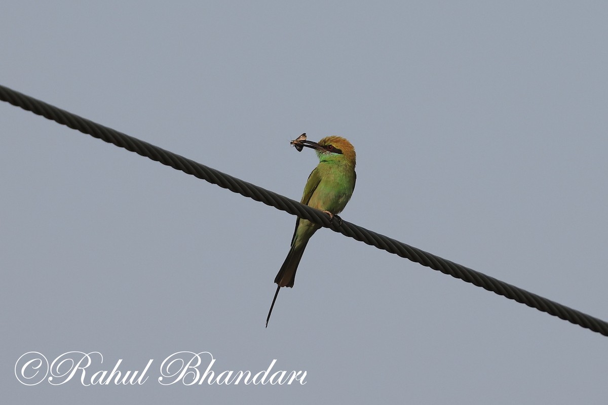 Asian Green Bee-eater - ML619876221