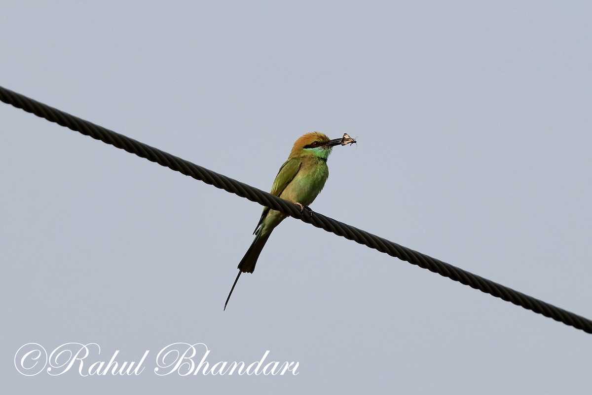 Asian Green Bee-eater - ML619876222