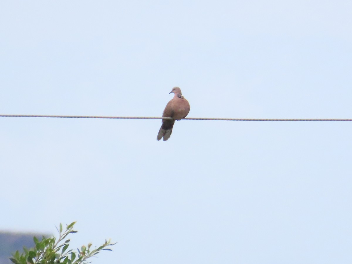 Spotted Dove - ML619876224