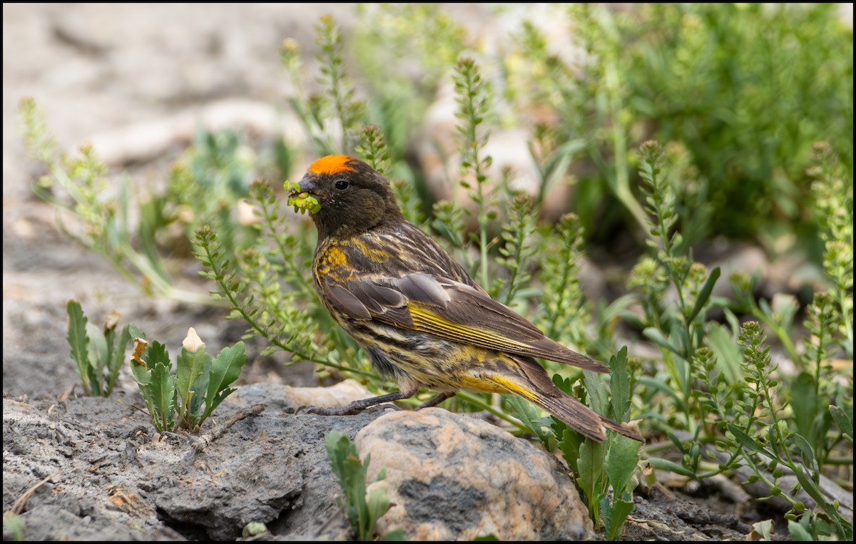 Fire-fronted Serin - ML619876227
