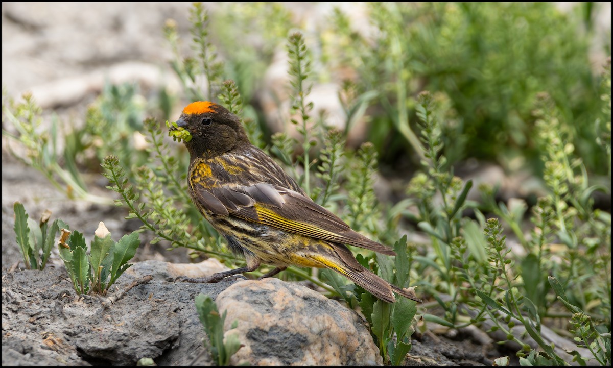 Fire-fronted Serin - ML619876228