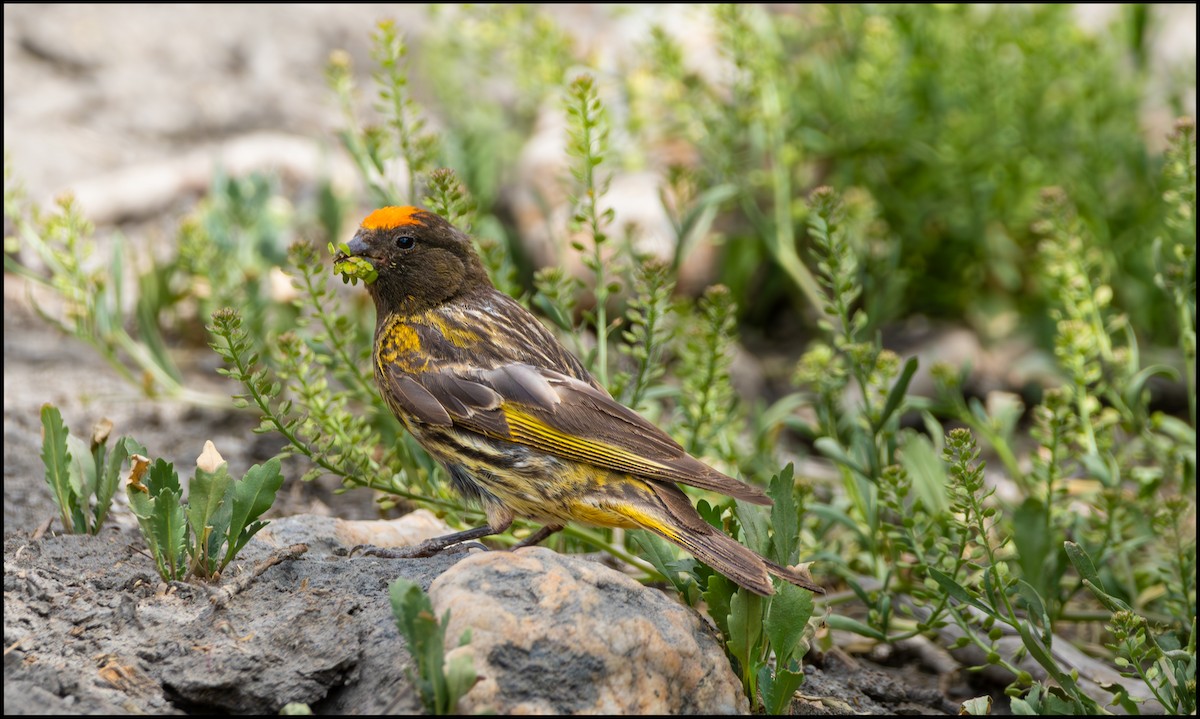 Fire-fronted Serin - ML619876229
