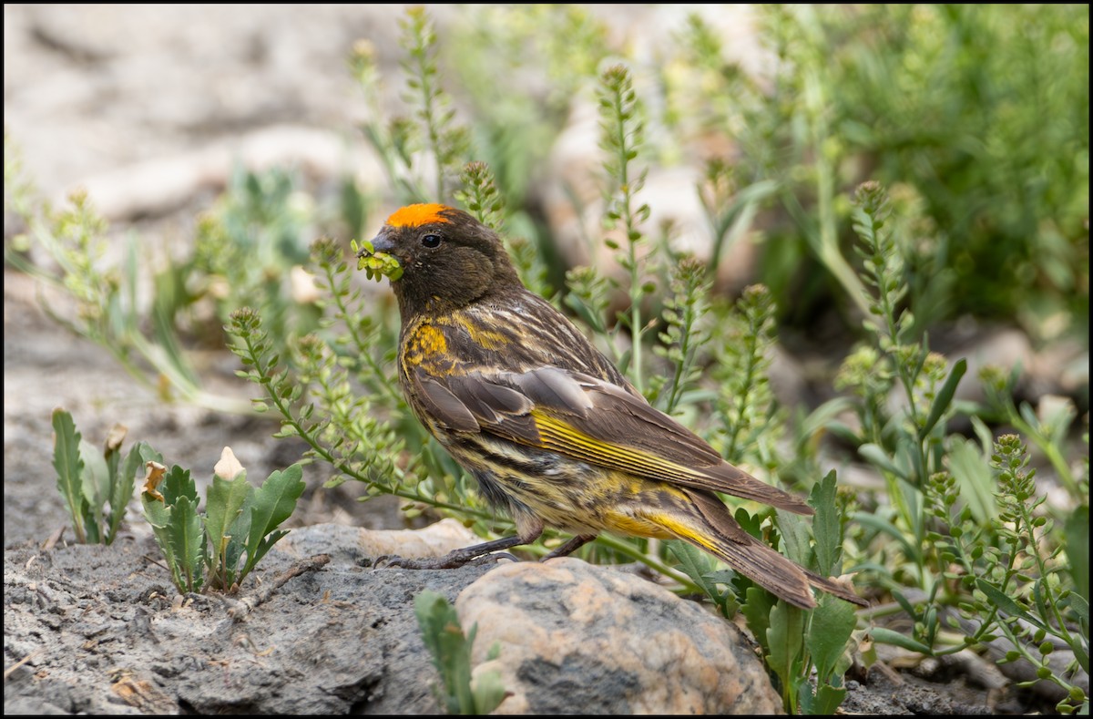 Fire-fronted Serin - ML619876230