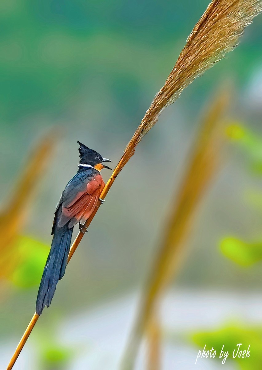 Chestnut-winged Cuckoo - ML619876240