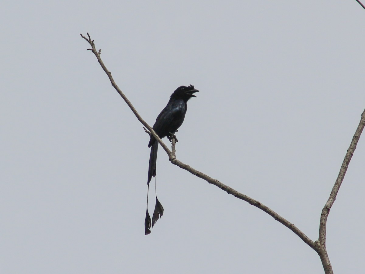 Greater Racket-tailed Drongo - ML619876257