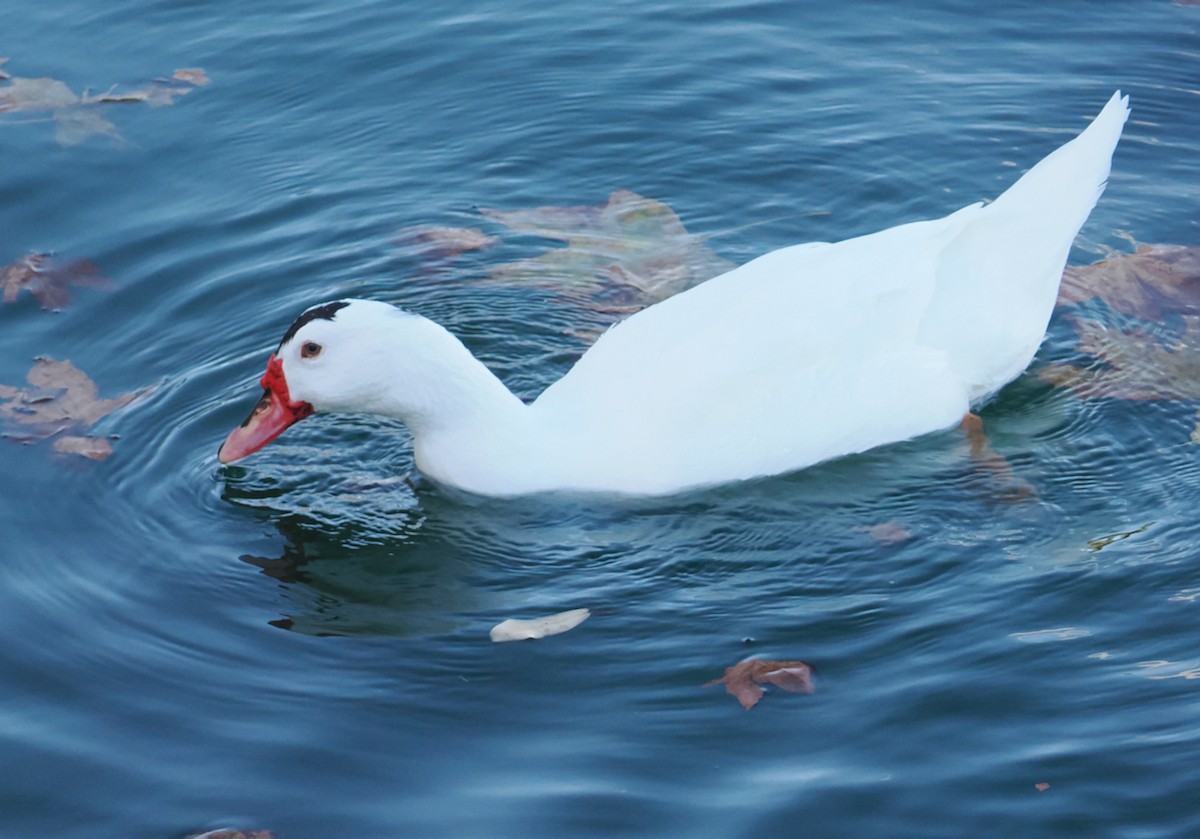Muscovy Duck (Domestic type) - ML619876270