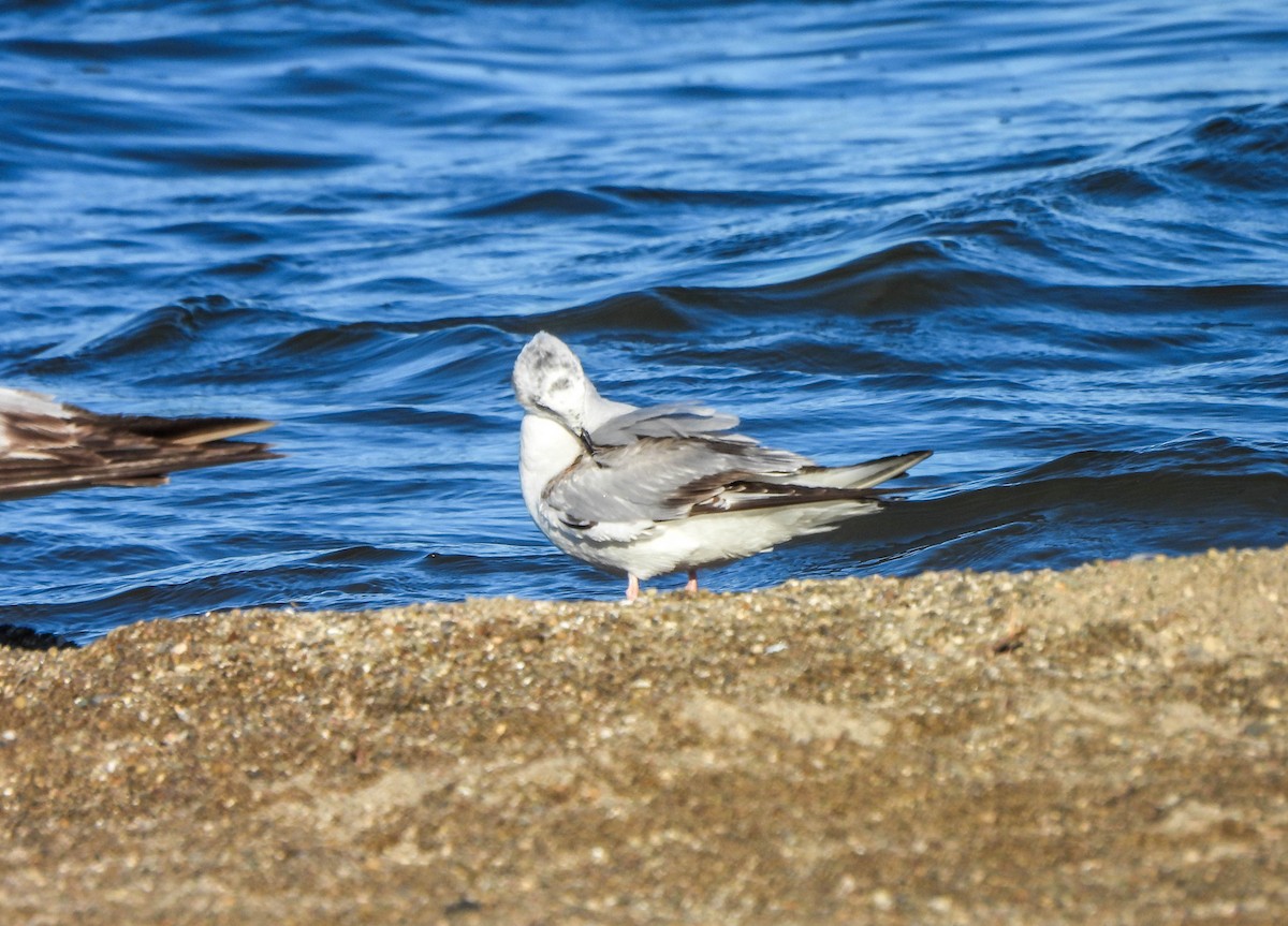 Bonaparte's Gull - ML619876295