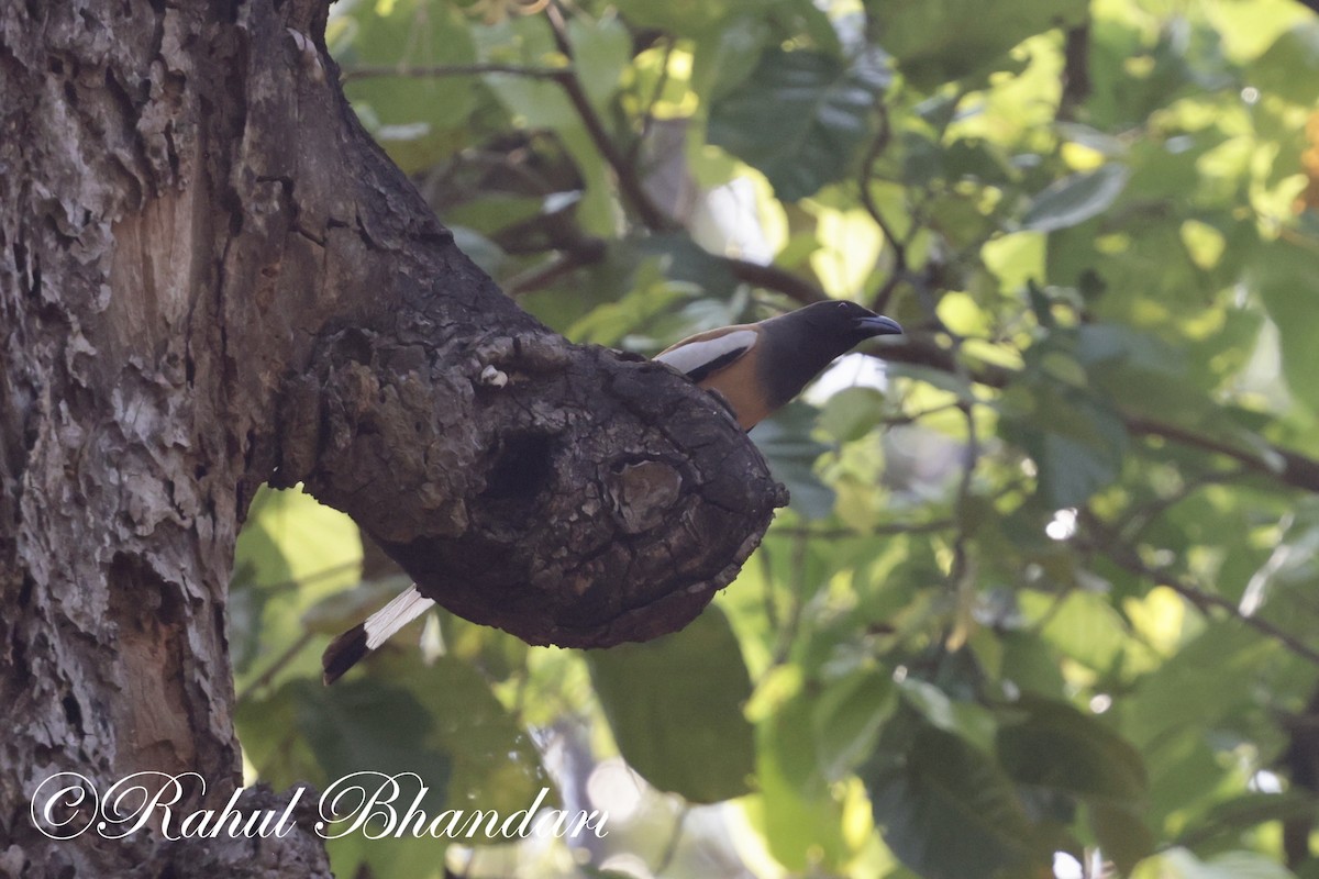 Rufous Treepie - ML619876297