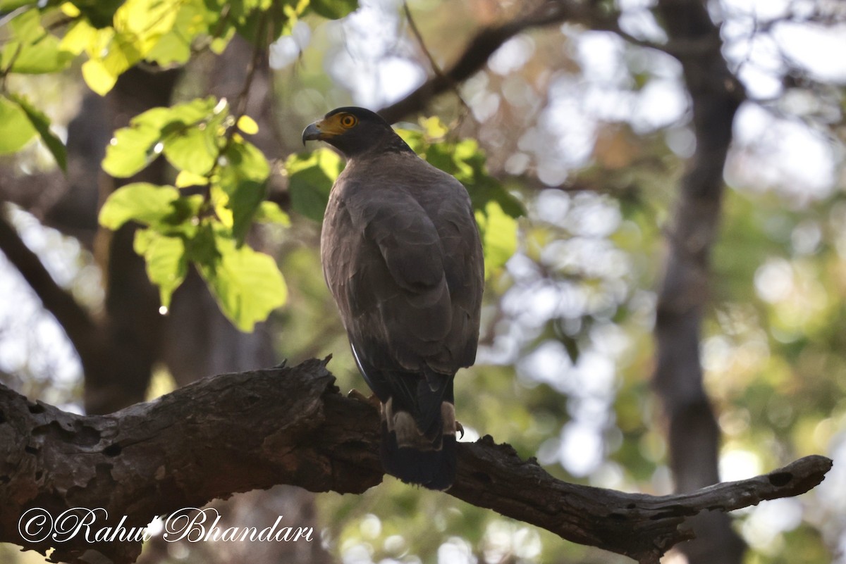 Crested Serpent-Eagle - ML619876309