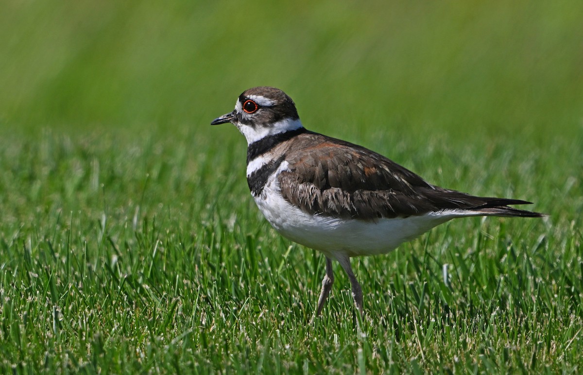 Killdeer - ML619876313