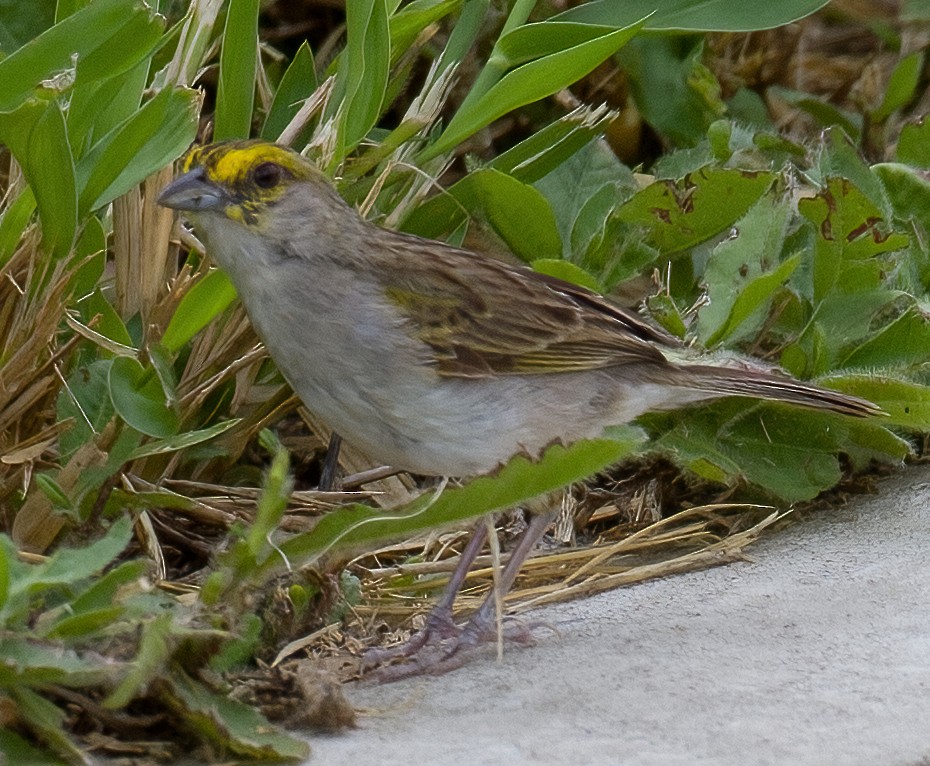 Yellow-browed Sparrow - ML619876316