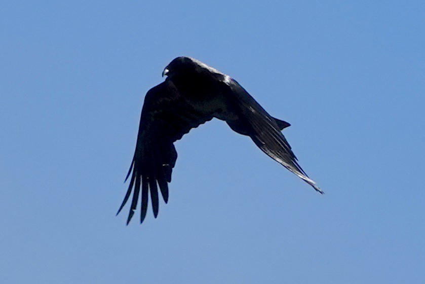 Common Raven - ML619876329