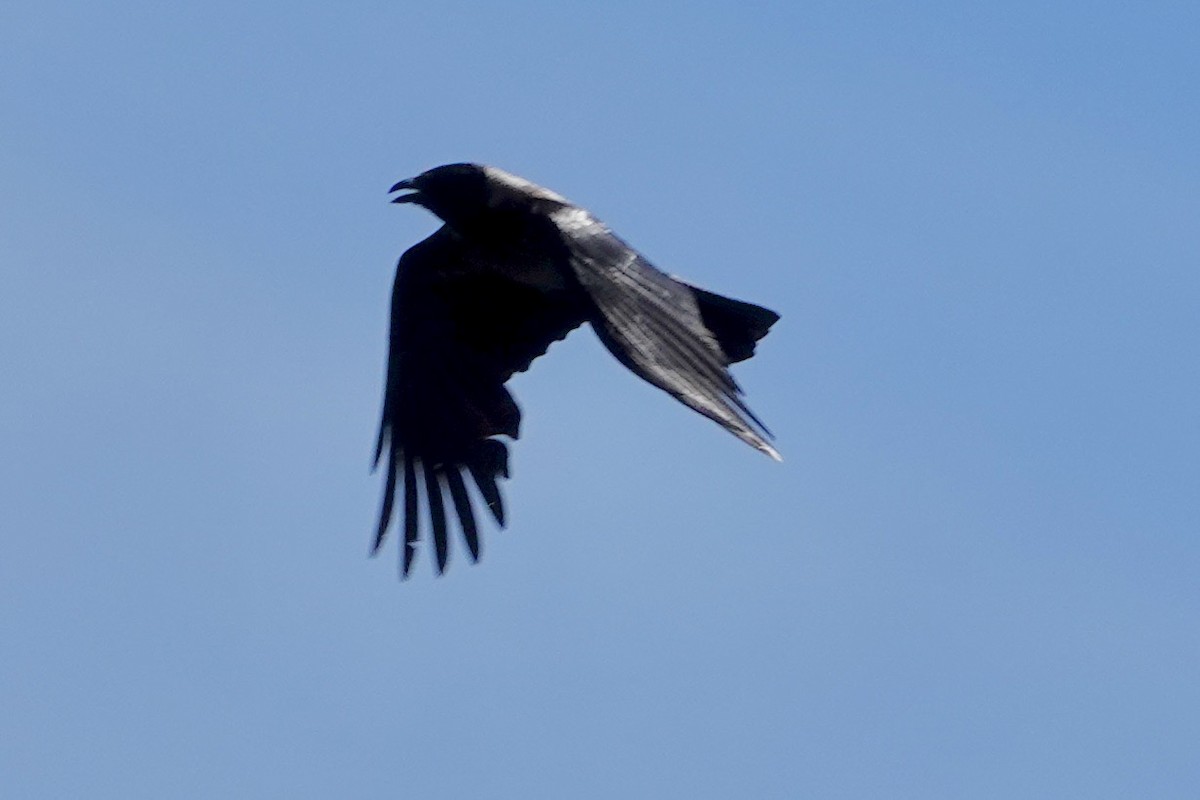 Common Raven - ML619876331