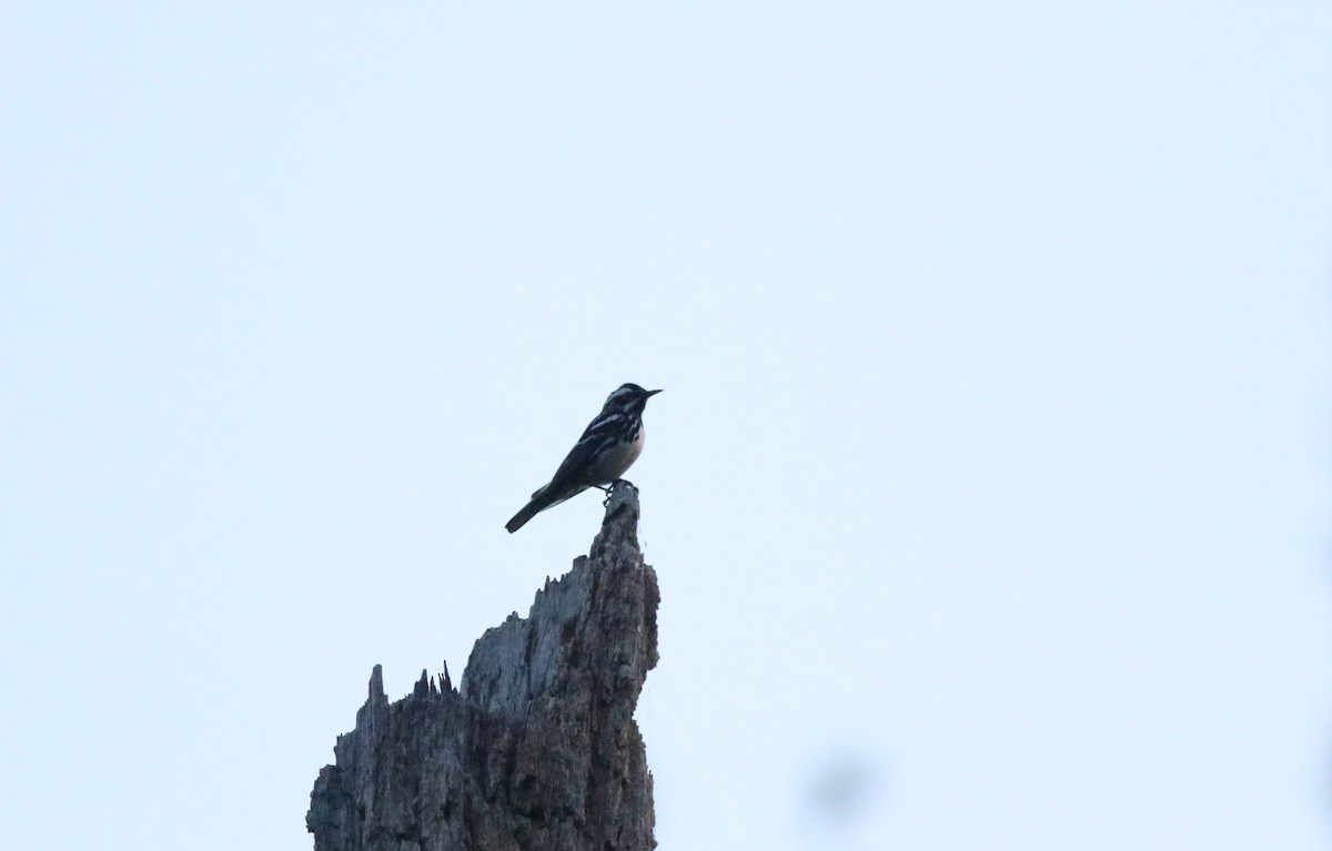 Black-and-white Warbler - ML619876340