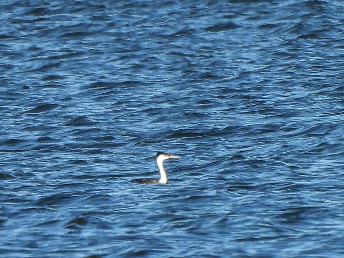 Western Grebe - ML619876342