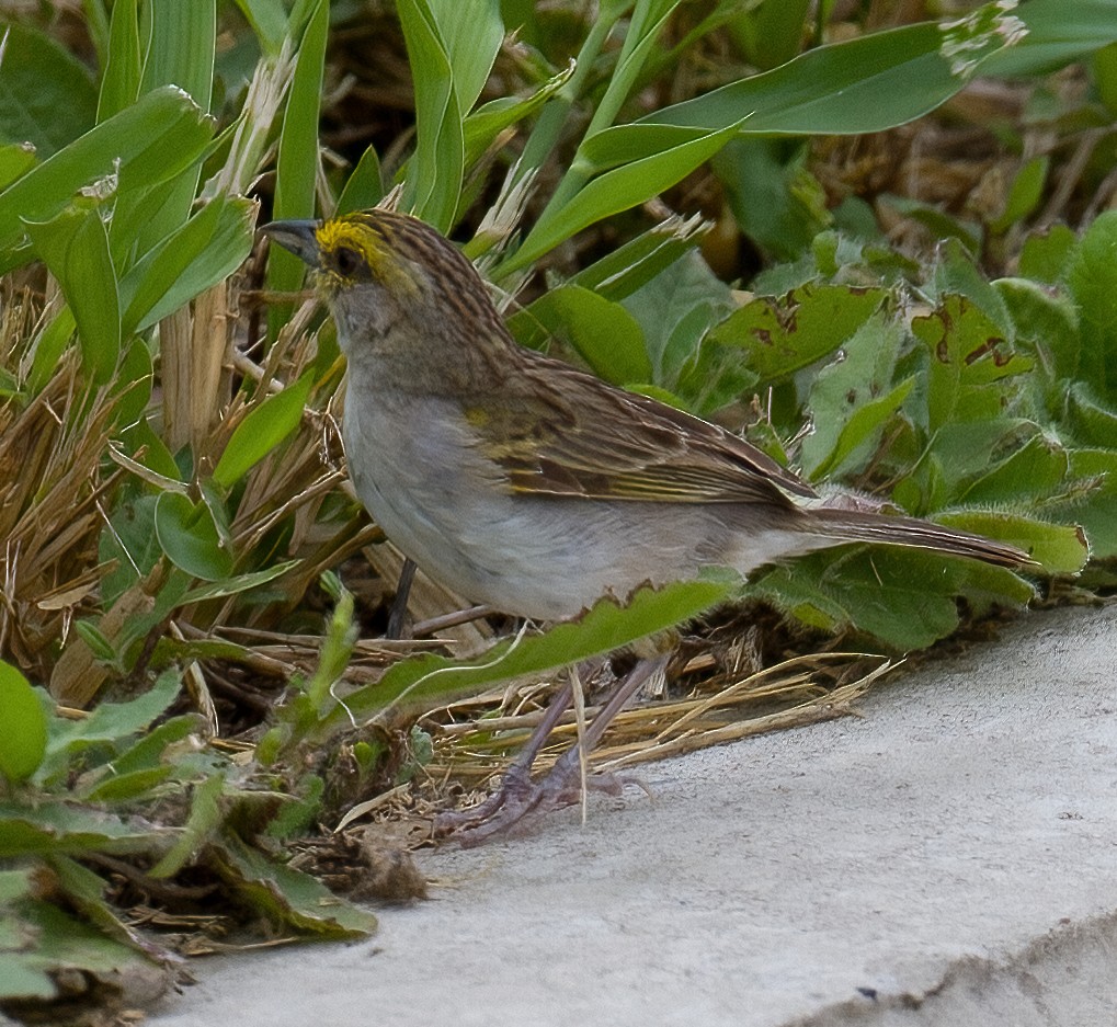 Yellow-browed Sparrow - ML619876343