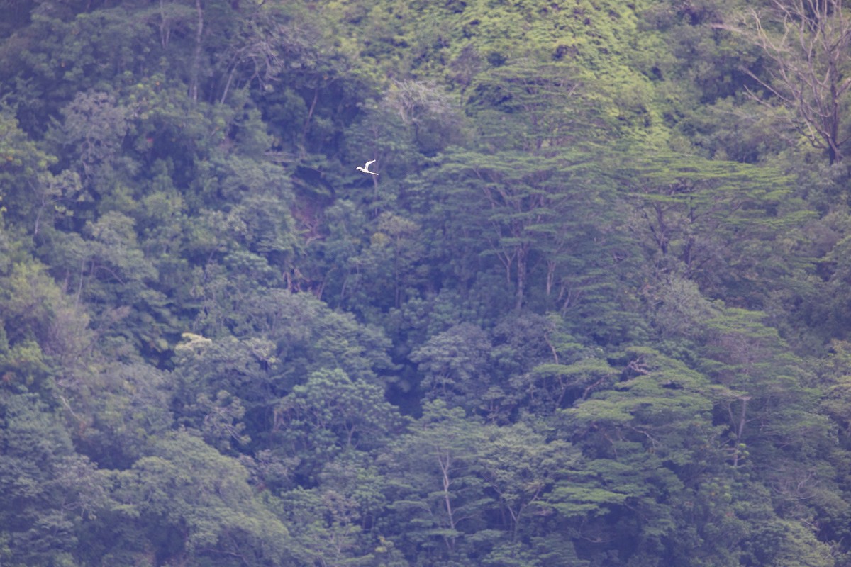 White-tailed Tropicbird - ML619876344