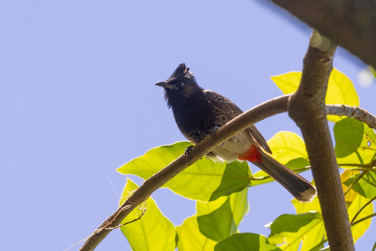 Red-vented Bulbul - ML619876345