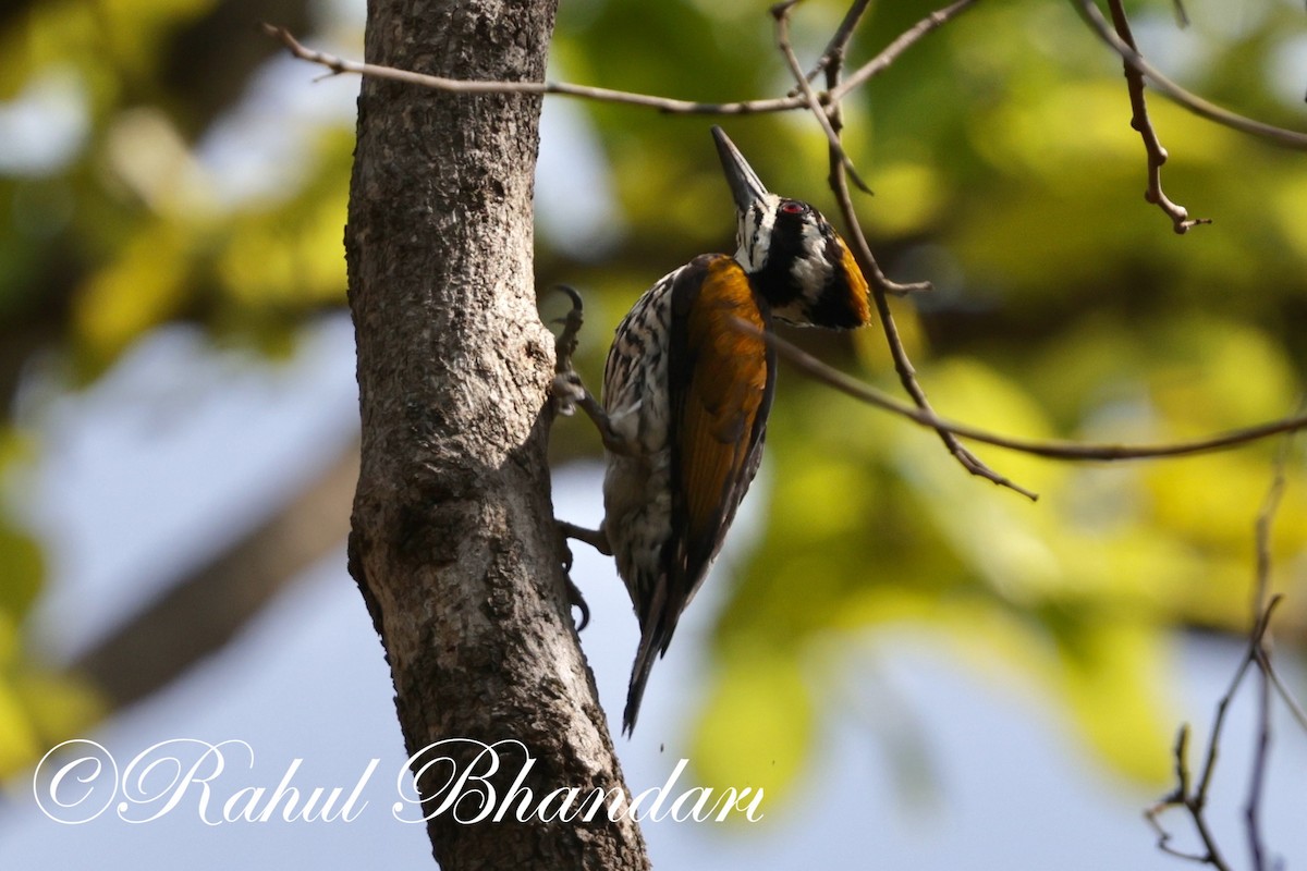 Black-rumped Flameback - ML619876358