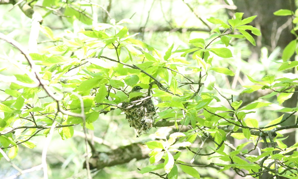 Blue-headed Vireo - ML619876360