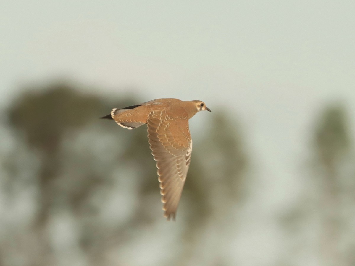 Flock Bronzewing - ML619876369