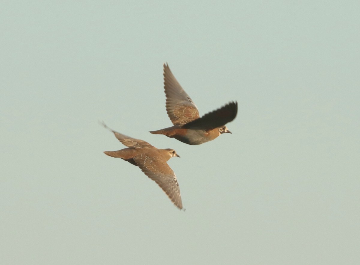 Flock Bronzewing - ML619876371