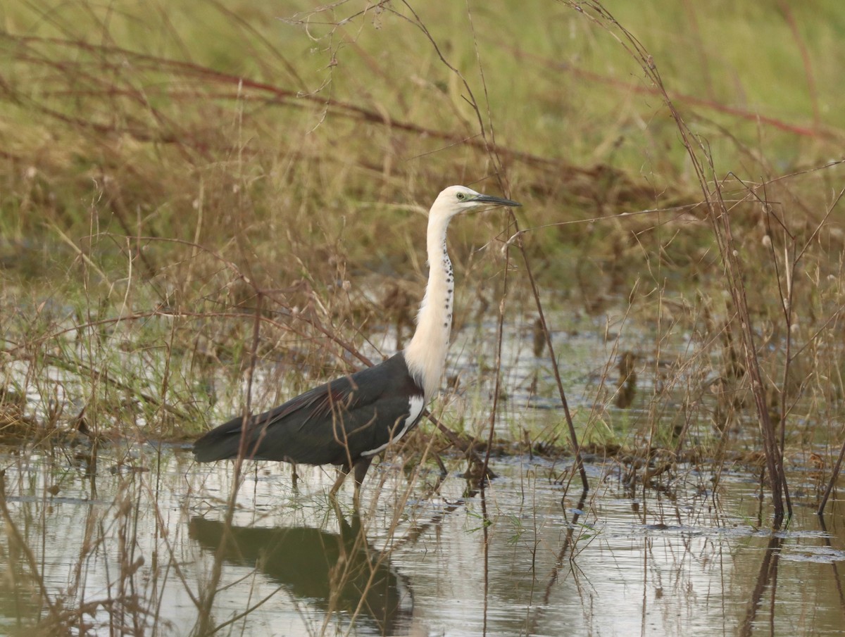 Pacific Heron - ML619876372